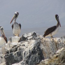 Pelicans of Gatico (between Antofagasta and Iquique, Ruta 1)